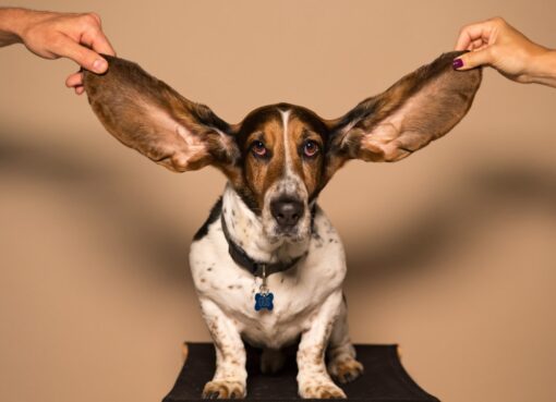 Photo Dog ear