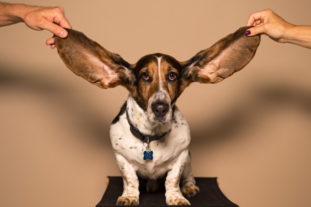 Mometamax: The Ultimate Solution for Dog Ear Infections